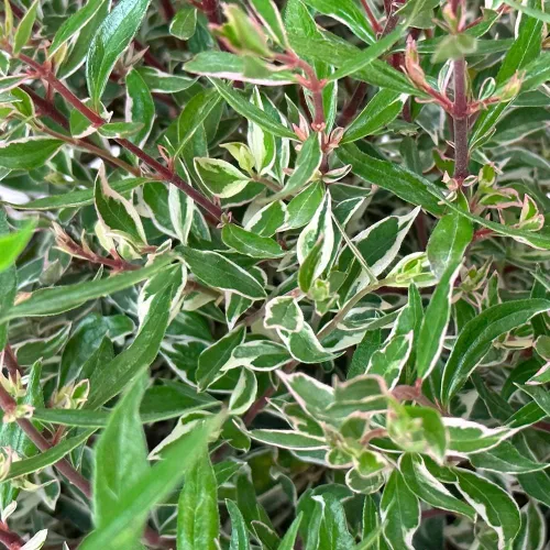 Vista 2 de Blooming & Beautiful Confeti Abelia, 3 galones Arbusto de hoja perenne compacto - Follaje verde y crema abigarrado - Planta de paisaje vivo al