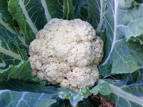 Vista 5 de Plant Good Seed Snowball - Semillas de coliflor – Paquete de 150, semillas de reliquia para plantar verduras, suministros de jardinería, huerto