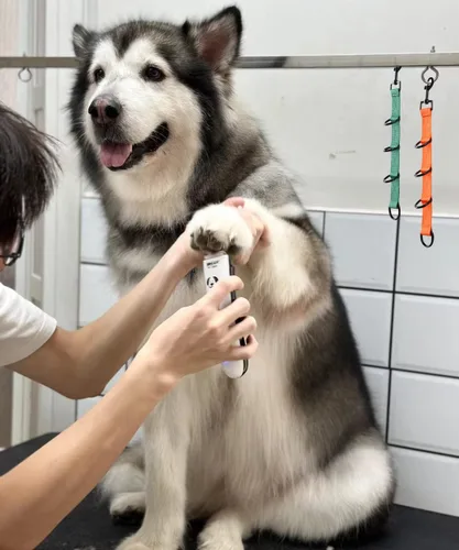 Vista 5 de Lazos de aseo para perros y mascotas, extensión de aseo para perros, 2 PCS correas extensoras para mesa de aseo, 4 anillos en D, lazo para salón