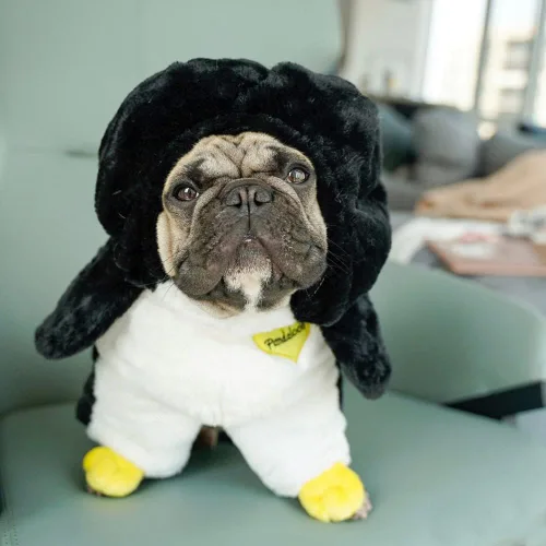 Vista 14 de Pandaloon Disfraz de Halloween para perro, como se ve en Shark Tank, patentado, divertido disfraz con brazos para perros y gatos pequeños y medianos