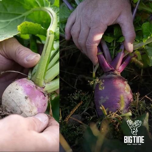 Vista 2 de Big Tine Mezcla de parcelas de alimentos, nabos Advantage, bolsa de 3 libras, anual otoño/invierno, extremadamente versátil, resistente a la sequía