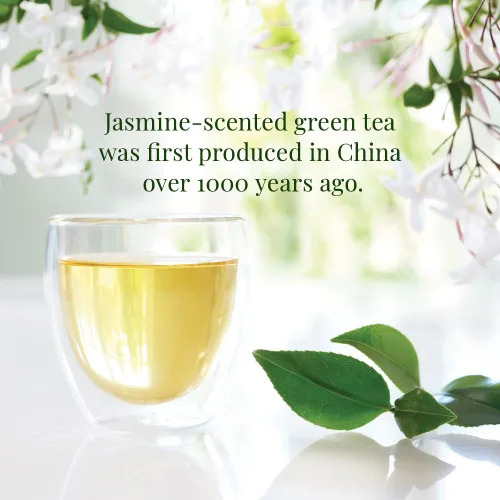 Vista 3 de The Republic of Tea Té verde de jazmín orgánico, bajo en cafeína, 50 unidades Una taza suave para beber todos los días. Fresco con ligeras notas