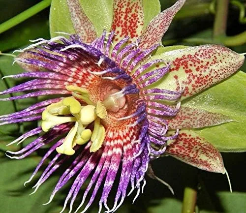 Vista 2 de Passiflora Maliformis, Sweet Calebash - Semillas comestibles de frutas (25 semillas)