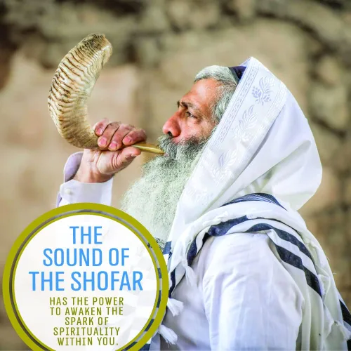 Vista 6 de Holy Voice Bocina Kosher Ram Shofar de Israel de 14 a 16 pulgadas, tradicional medio pulido, instrumento musical judío antiguo de Tierra Santa