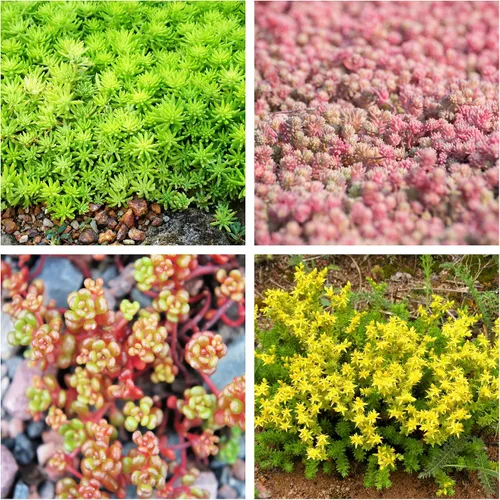 Vista 7 de 150 Semillas de flores suculentas de Sedum Stonecrop Mixtas Rojo, Blanco, Amarillo, Rosa, Púrpura