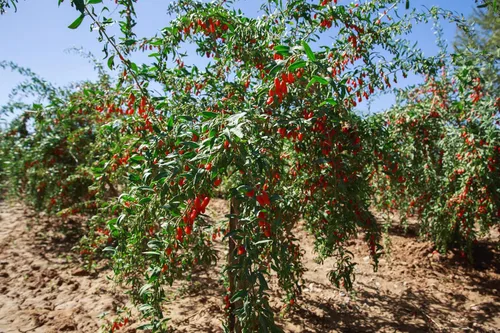 Vista 4 de 100 semillas de bayas de goji tibetanas del Himalaya FUERA DE POD - Wolfberry Shrub Bush Fruit