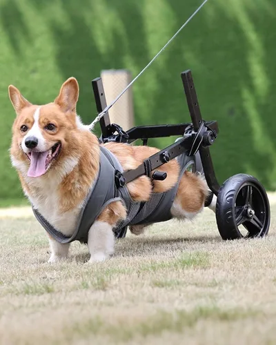 Vista 10 de Silla de ruedas ajustable para perros pequeños para patas traseras, rueda texturizada mejorada de 5.5 pulgadas, mascotas discapacitadas, soporte
