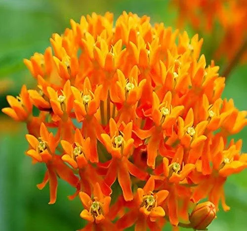 Vista 10 de Los 5 paquetes grandes - Común, Puesta de sol tropical, Motivas, Pantano y Mariposa Milkweed Seeds, Asclepias (Los 5 paquetes grandes)