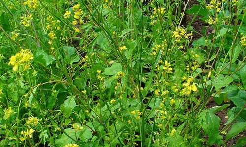Vista 2 de Semillas de mostaza negra vegetal tradicional para plantar semillas sin OMG 500
