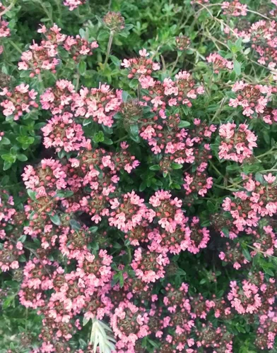 Vista 4 de 1000 semillas de tomillo rastrero – Thymus Serpyllum– cubierta perenne para tierra