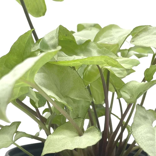 Vista 4 de BubbleBlooms Syngonium Moonshine en una olla de 4 pulgadas con cabeza de flecha abigarrada vid rara