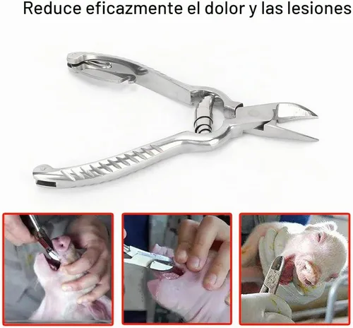 Vista 5 de Cortador de dientes de cerdo, 5.5 in/5.5 pulgadas de acero inoxidable de alta calidad para el hogar, granja