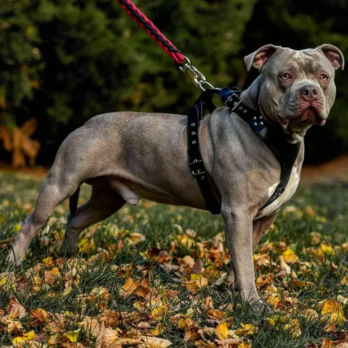 Vista 4 de Bestia Style - Arnés de piel auténtica para perros de razas medianas a extra grandes, arnés de chaleco antitirones, placa acolchada en el pecho