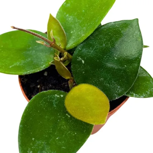 Vista 8 de BubbleBlooms Hoya Chouke 2 pulgadas