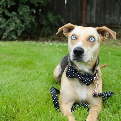 Vista 4 de Unique style paws - Collar de algodón con lazo para cachorros con punto redondo negro y blanco para perros pequeños, medianos y grandes Punto Negro
