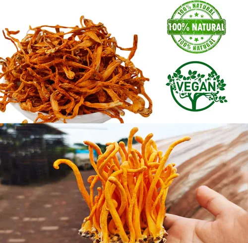 Vista 3 de Flor Cordyceps de 16 onzas, hongo Cordyceps seco 100% natural, apoya la función inmunológica energética para sopa/cocina/enfriamiento/té