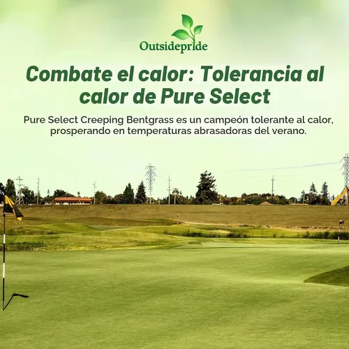 Vista 5 de Outsidepride Pure Select - Semilla de césped doblada rastrera – 1 libra de césped premium para poner verduras, camisetas y calles, semillas