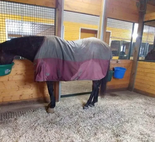 Vista 4 de Gancho para cubo de alimentación de caballo, soporte para cubo de agua para caballo/suministros estables (paquete de 2)