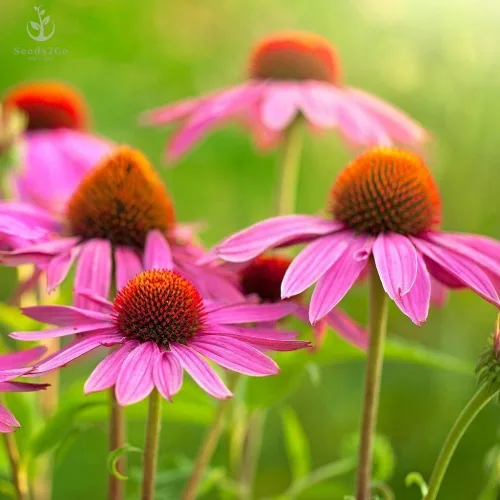 Vista 2 de Semillas de equinácea púrpura (Echinacea Purpurea) - Paquete de 7,500+ semillas por Seeds2Go