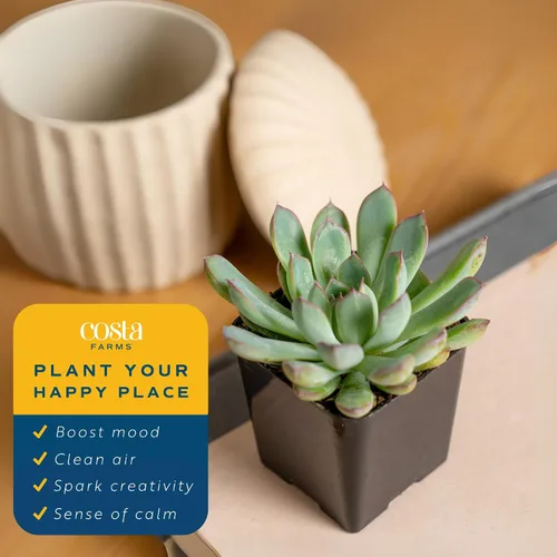 Vista 4 de Plantas vivas HAWORTHIA de Costa Farms, Grower's Choice