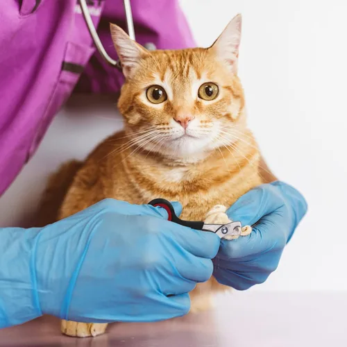 Vista 7 de Juego de 9 Piezas de Bolsa de Baño para Gatos, Bolsa de Ducha para Gatos Anti Mordeduras y Arañazos para Aseo de Mascotas, Cepillo de Lavado, Peine