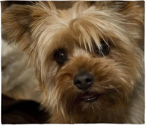 Vista 8 de CafePress Yorkie - Manta de forro polar súper suave, 60 x 50 pulgadas