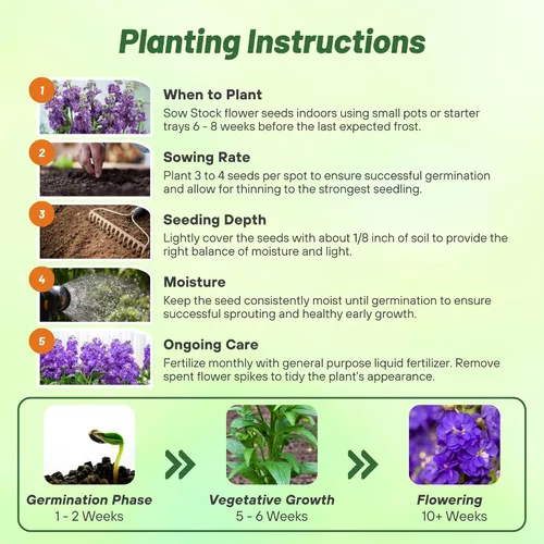 Vista 5 de Outsidepride Ten Week Blue Mattiola Stock Seeds – 1000 semillas anuales de flores para plantar con flores fragantes que atraen a los polinizadores