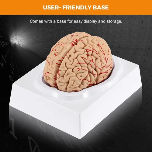 Vista 7 de BEAMNOVA Modelo de cerebro humano con vasos, modelo de anatomía de tamaño real de 8 partes desmontable con imanes, herramienta de enseñanza