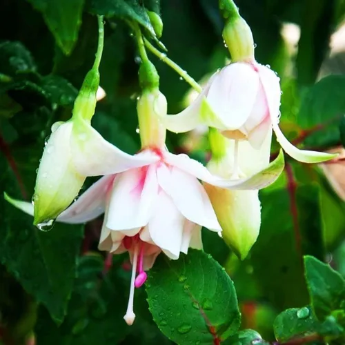 Vista 3 de 100 piezas de semillas de flores fucsias perennes para el hogar, bonsái
