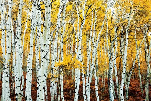 Vista 6 de AllPosters Póster de pared Aspen Grove - Marco amarillo sobre negro, 36 x 24 pulgadas