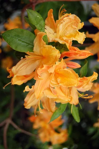 Vista 4 de Azalea Encore Autumn Twist (Azalea Reblooming) Arbusto, RB blanco/púrpura, #3 - Tamaño Contenedor