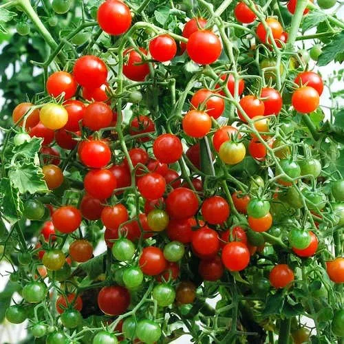 Vista 3 de Más de 30 semillas de tomate de grosella y guisantes dulces, sin OMG, extra dulce y de gran rendimiento, bajo en ácido, indeterminado, polinizado