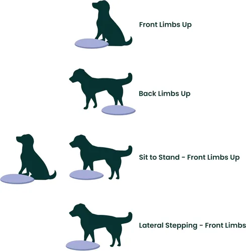 Vista 5 de FitPAWS® Disco de equilibrio para perros, 14 pulgadas, azul, equipo de ejercicio para perros, herramienta de entrenamiento para fuerza, núcleo
