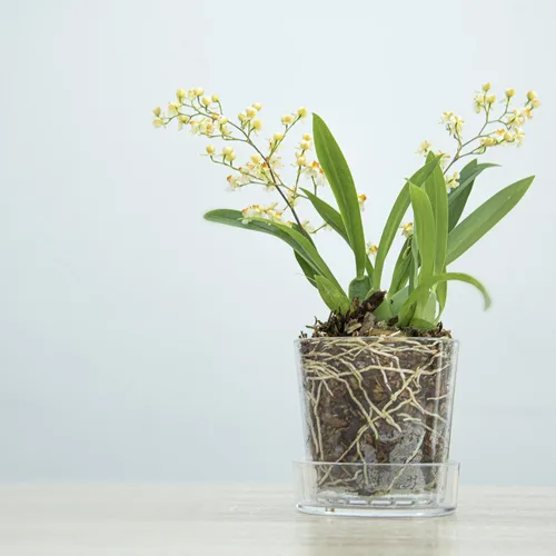 Vista 2 de Maceta Phoenix Vine de 3.5 pulgadas de acrílico transparente con bandeja, maceta para orquídeas con agujeros de drenaje, platillo profundo