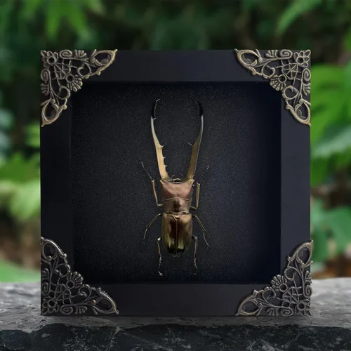 Vista 73 de 2 Real Dragonfly Specimens Shadow Box Framed Insect Display Oddities Curiosities Entomology Collection Natural History Wall Decor Gift for Nature