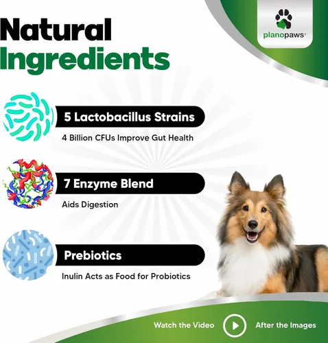 Vista 4 de Probióticos para perros - Masticables para la salud digestiva con prebióticos y enzimas Suplemento probiótico para perros para el intestino