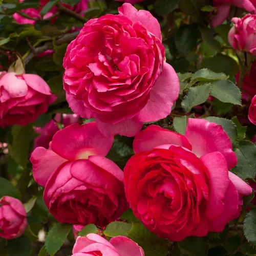 Vista 16 de Rosas trepadoras de reliquia, planta de raíz propia viva para jardín al aire libre, Aloha, muy fragantes, zonas de rusticidad 5 a 10, floración