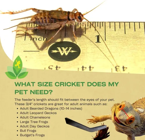 Vista 2 de Josh's Frogs Grillos con bandas de 3/4" (60 unidades) Long Storage Protein Food Crickets, Healthy Active Prey for Leopard Geckos, Bearded Dragons
