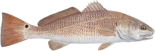 Vista 2 de Skiff Life - Calcomanías de pesca de tambor rojo, calcomanías de pesca con protección UV, calcomanías de peces de vinilo para exteriores