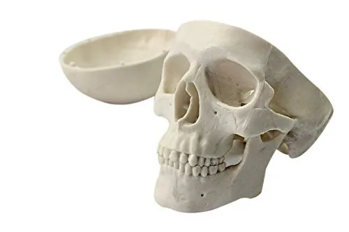 Vista 3 de Mini humano médico anatómico cabeza hueso cráneo hueso