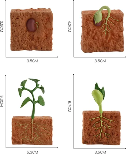 Vista 6 de 4 unids ciclo de vida plantas verdes juguete educativo PVC ciclo de crecimiento planta falsa juguete para niños herramienta de enseñanza