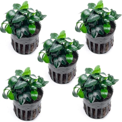 Vista 25 de SubstrateSource Plantas vivas – Anubias Hastifolia (Anubias hastifolia) – Luz baja a moderada, hojas en forma de flecha de color verde medio a