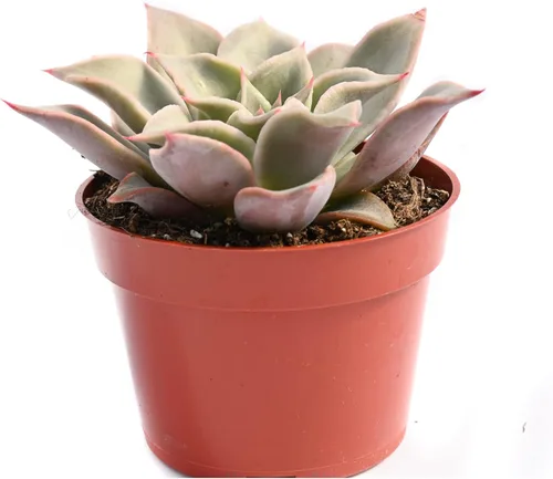 Vista 7 de Planta suculenta Echeveria viva - Suculenta Echeveria de 4 pulgadas (Echeveria Branco)