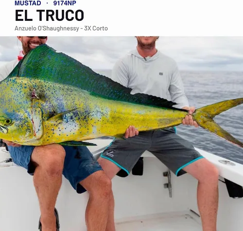Vista 4 de Mustad UltraPoint O'Shaughnessy Live Bait 3 Gancho extra corto con punto en línea Negro níquel