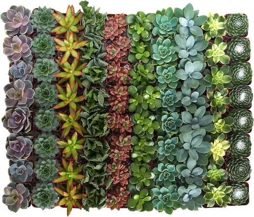 Vista 2 de Suculentas Shop Succulents, colección variada