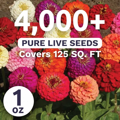 Vista 2 de Zinnia Lilliput Mix - Paquete grande de 1 onza - 4,000 semillas de flores para plantar - Zinnia elegans