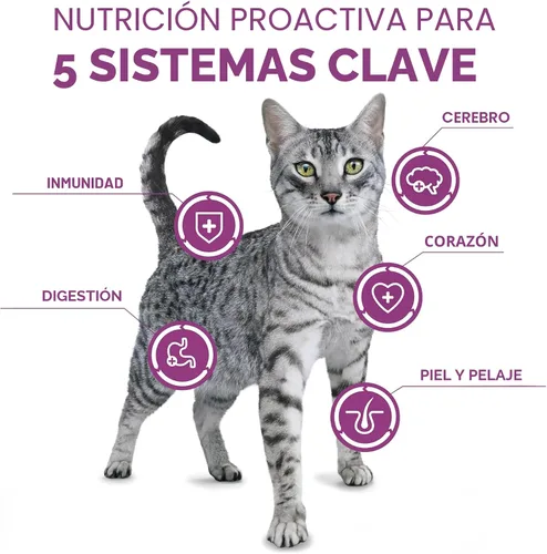 Vista 2 de Purina ONE Plus Apoyo para todo el cuerpo con pollo, alimento seco para gatos - Bolsa de 7 lb
