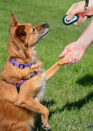 Vista 6 de Clicker de entrenamiento para mascotas con correa de muñeca - Clickers de entrenamiento de perros (5PCS)
