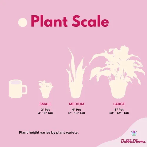 Vista 7 de BubbleBlooms Pilea depressa Lágrimas de bebé en maceta de 4 pulgadas