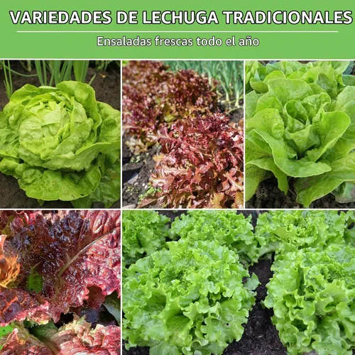 Vista 4 de Semillas de lechuga para plantar Colección de 10 lechugas tradicionales
